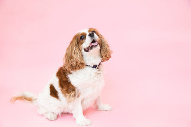 cavalier king charles dog