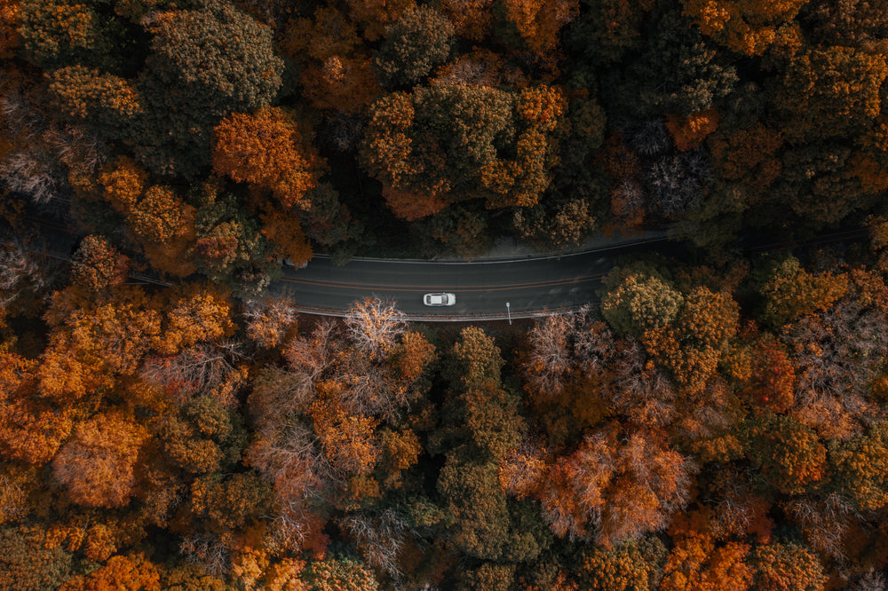 centered car driving through forest