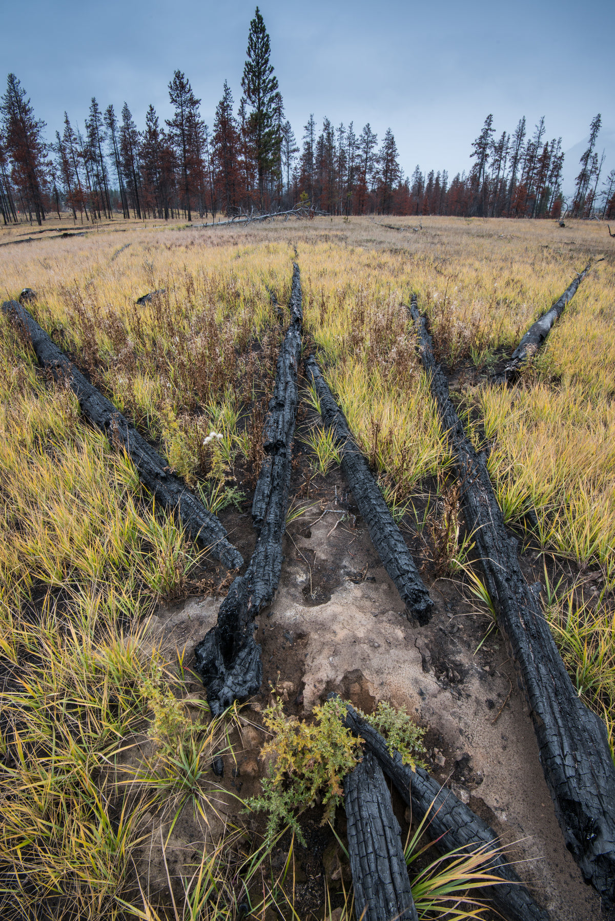 charred logs laid to rest in grass and thistles