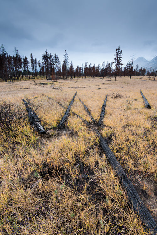 charred trees left after forest fire laid in grass