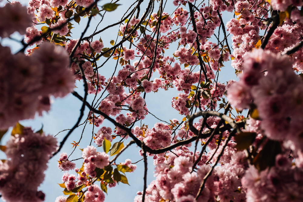 cheery blossom flowers from below