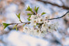 cherry blooms and leaves on a branch