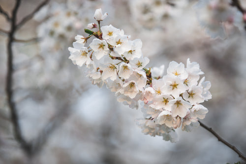 cherry blossom bloomed branch