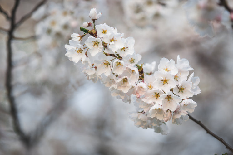 櫻花盛開(kāi)枝
