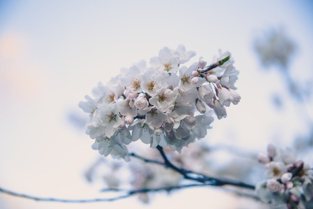 cherry blossom branch blooms