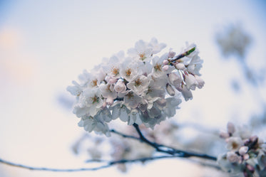 cherry blossom branch blooms