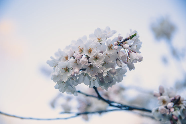 櫻花枝花開(kāi)