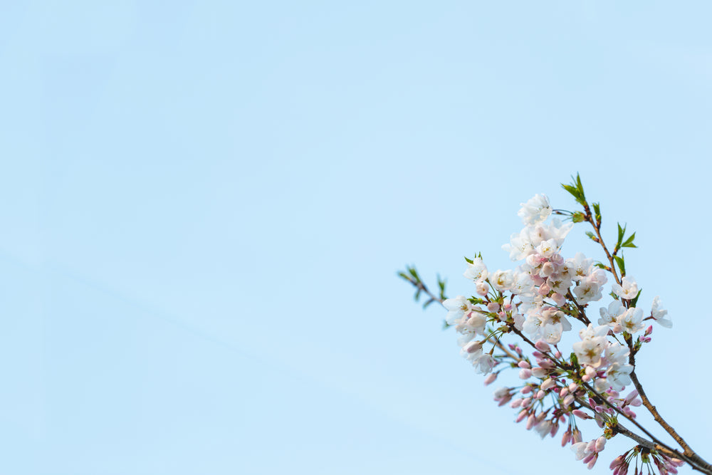 cherry blossom branch bottom right corner