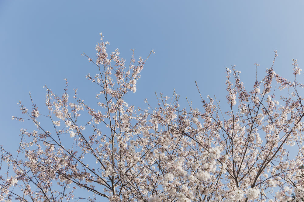 cherry blossom branches bottom of screen