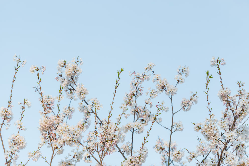 cherry blossom branches framing the bottom