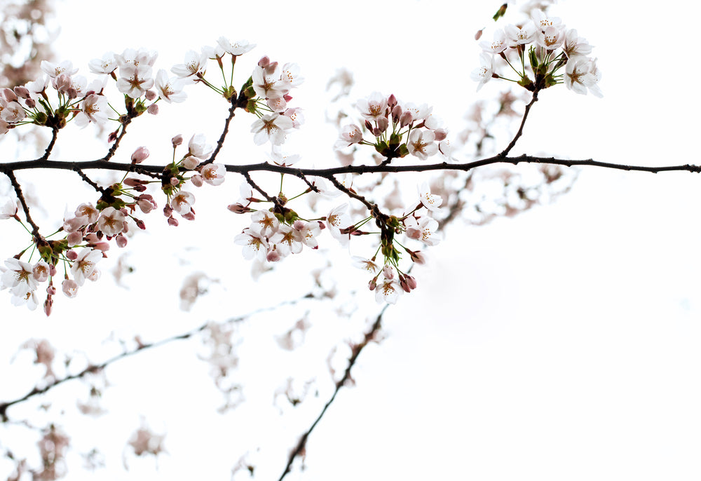 cherry blossom branches