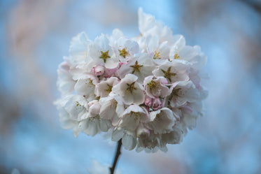 cherry blossom cluster