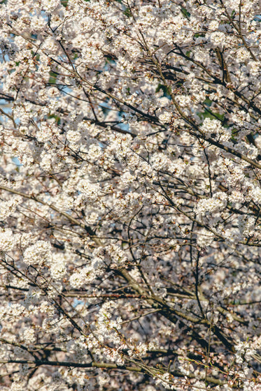 cherry blossom hd phone background