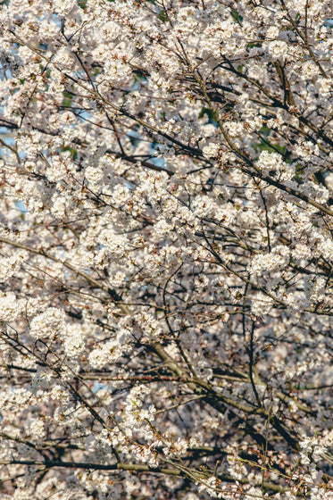 Browse Free HD Images of Cherry Blossom Hd Phone Background