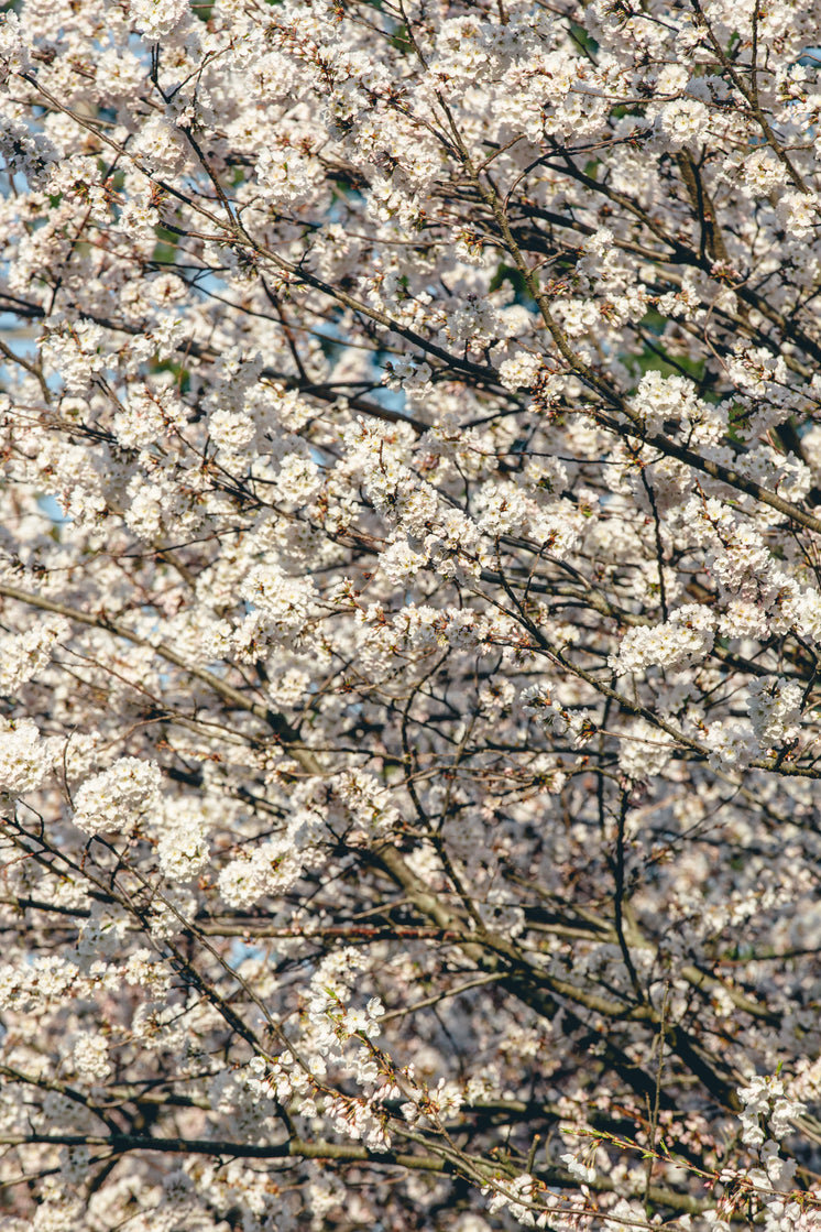 櫻花高清手機(jī)后臺(tái)