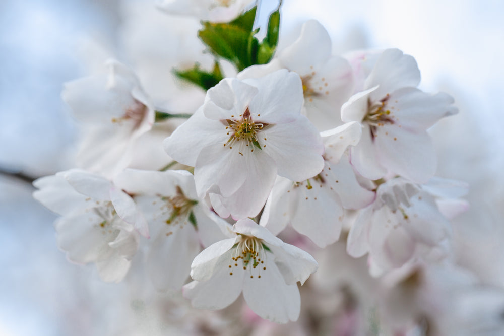 cherry blossom macro