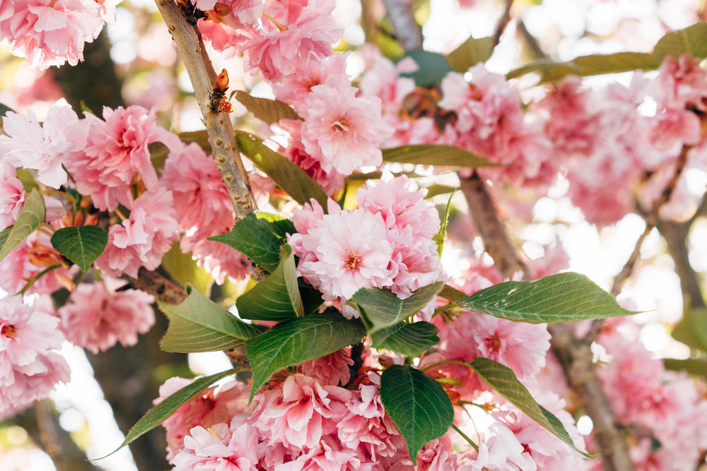cherry blossom season in full bloom