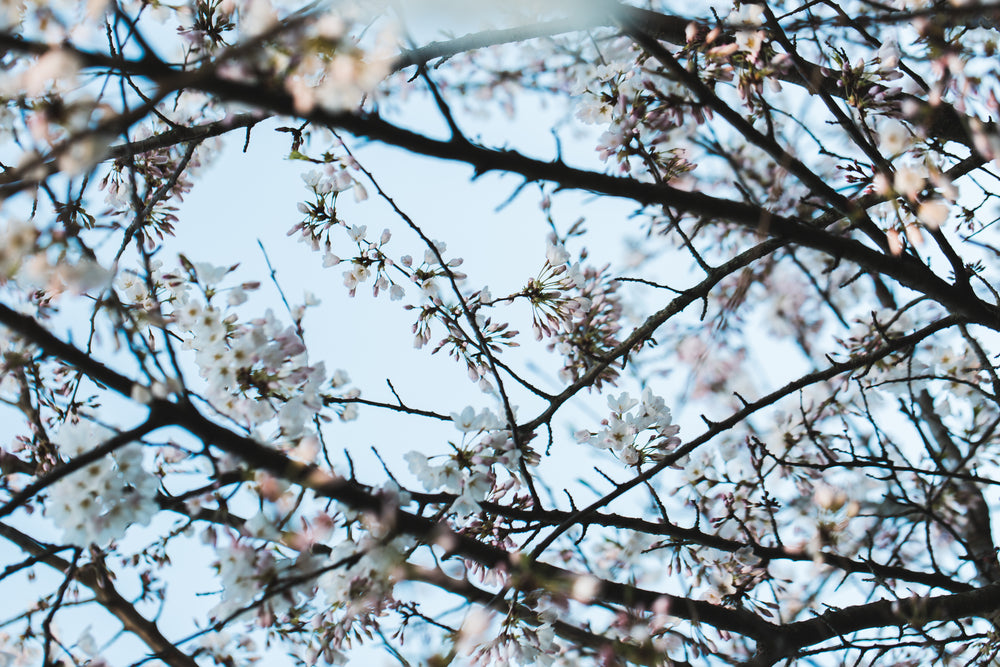 cherry blossom tree branches