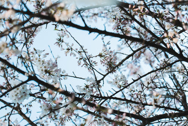 cherry blossom tree branches