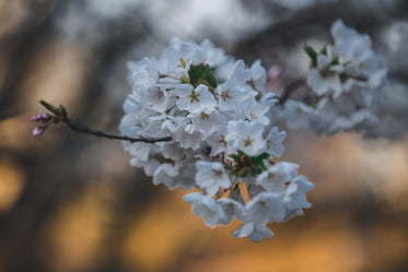 cherry blossom with sunlight in the background