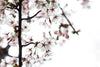 cherry blossoms close up