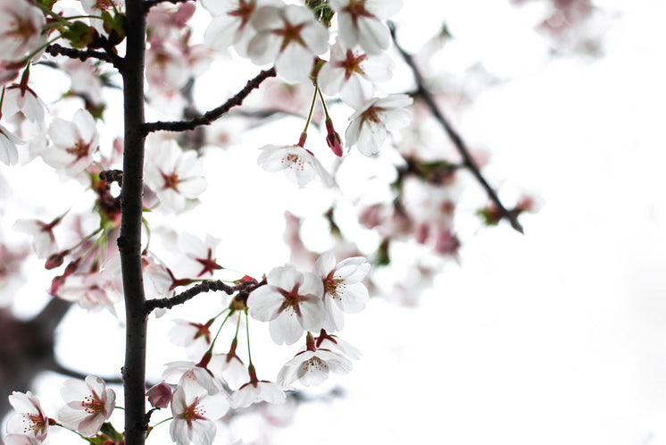 cherry-blossoms-close-up.jpg?width=746&f