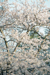 cherry blossoms fill the screen