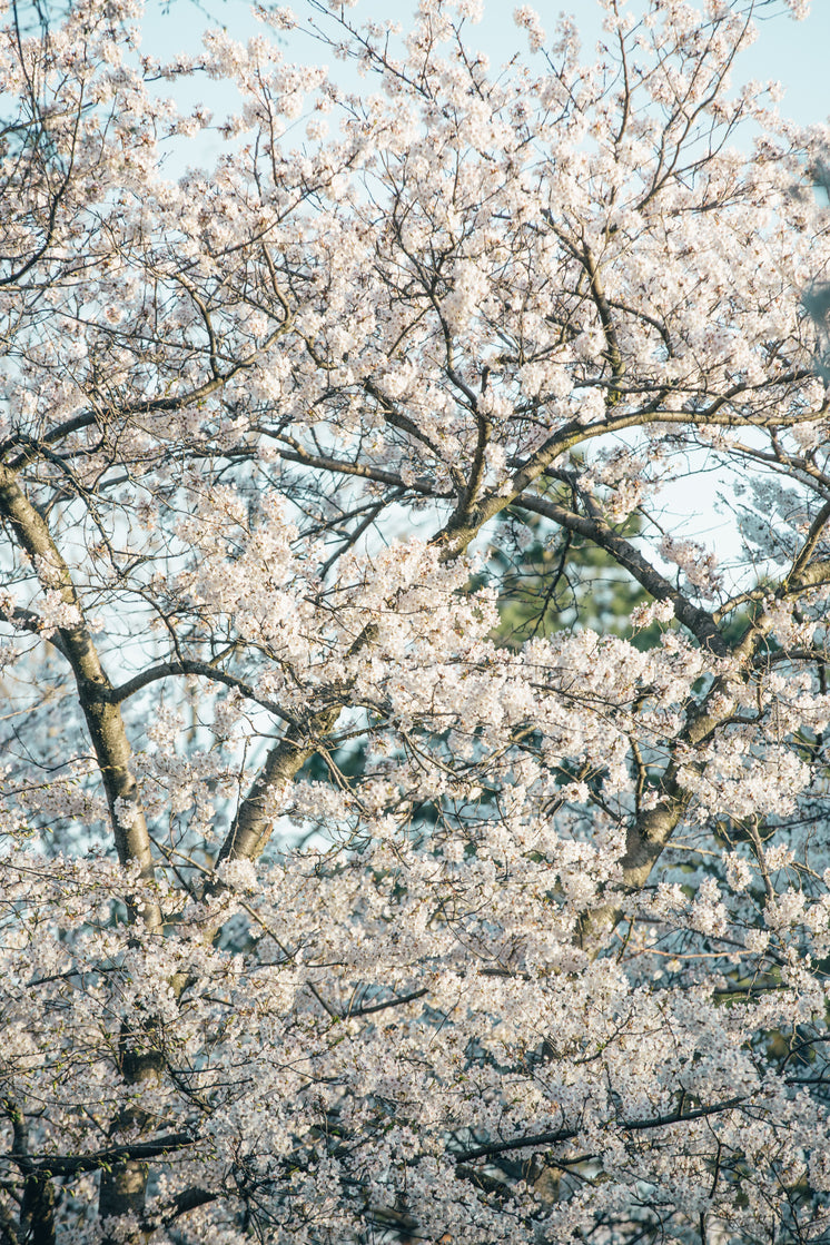 櫻花滿屏