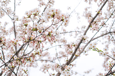 cherry blossoms in bloom