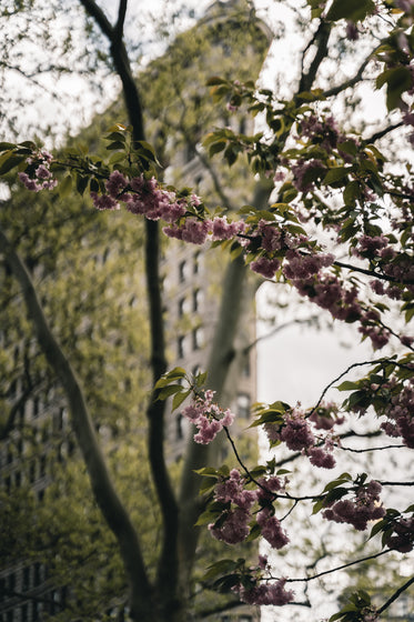 cherry blossoms in front of flatiron building