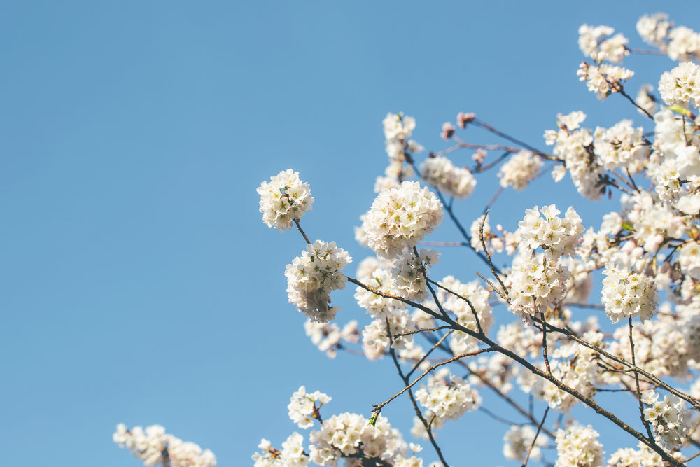 cherry blossoms in the bottom right