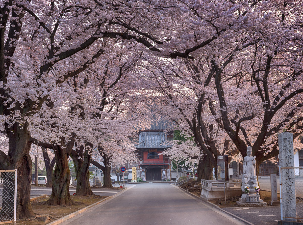 cherry blossoms on road to temple