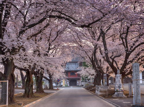 cherry blossoms on road to temple