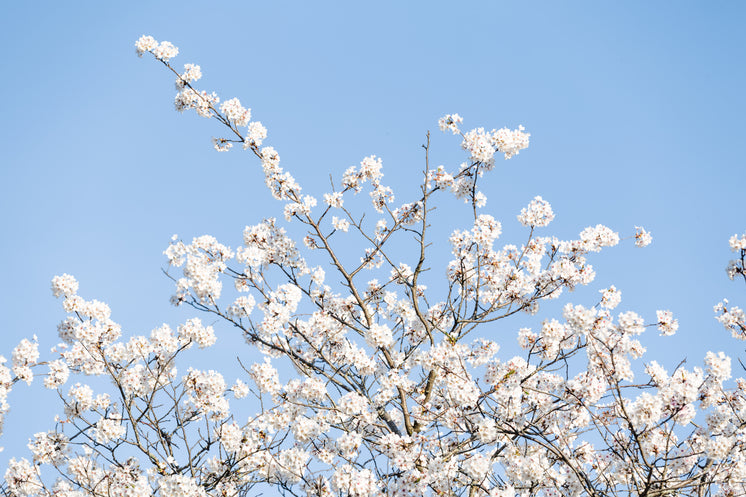 櫻花樹(shù)填補(bǔ)屏幕底部