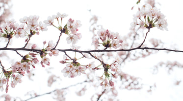 cherry tree in bloom