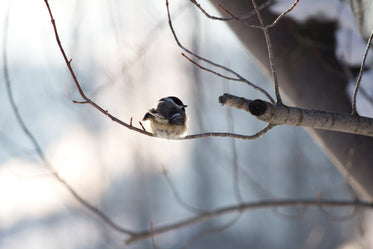 chickadee bird on branch