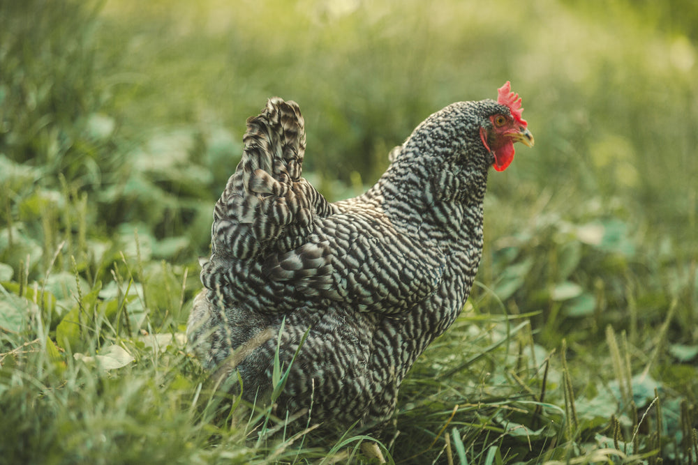 chicken in grass