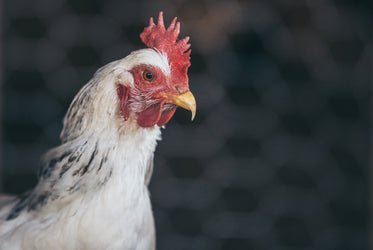 chicken through fencing