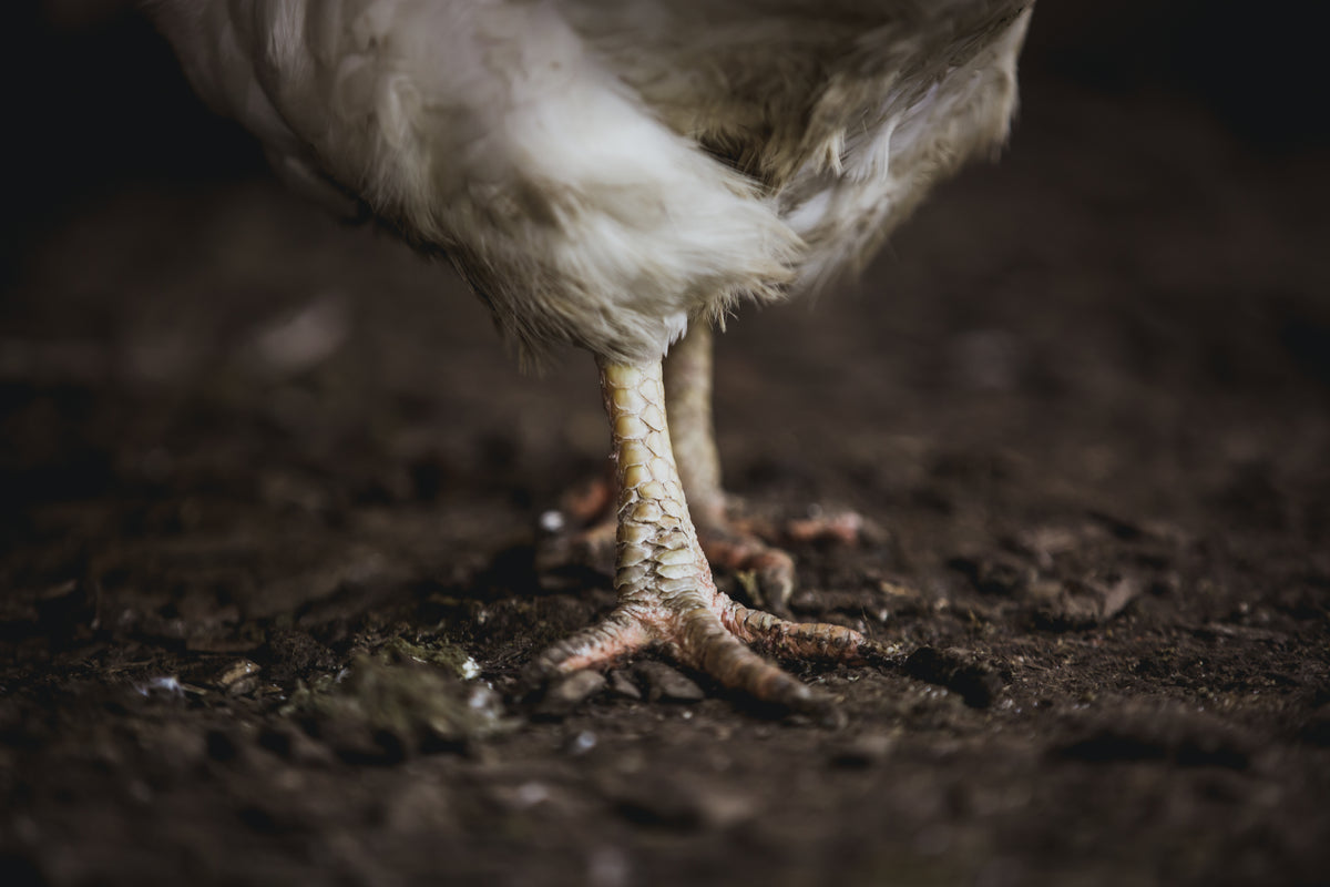 pés de galinha