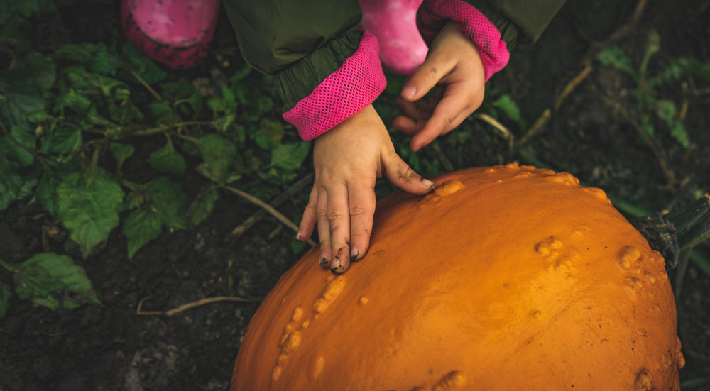 child examins pumpkin