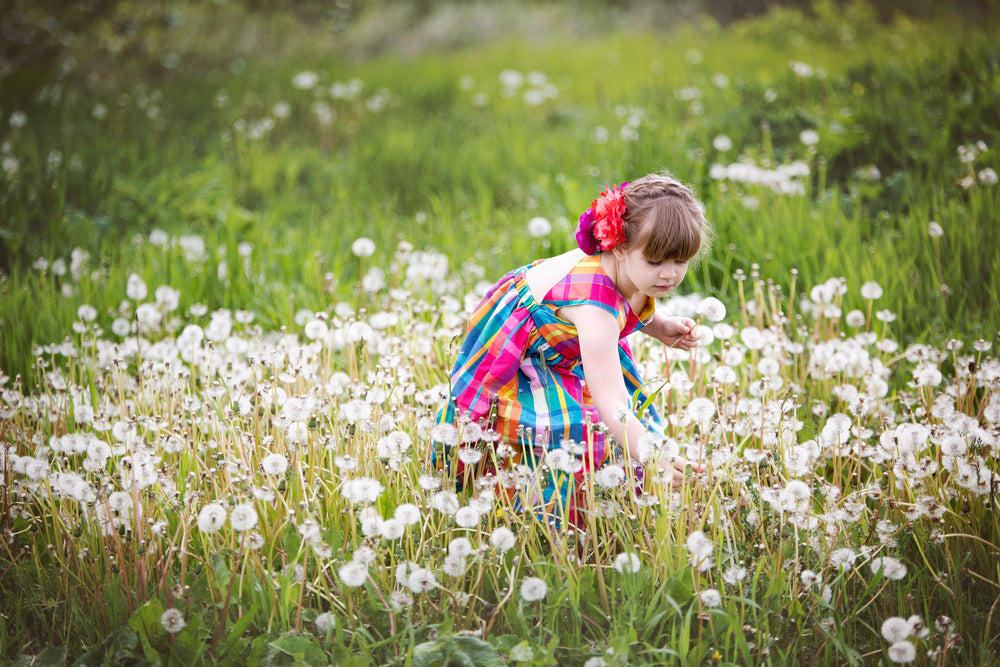 child picking dandelions in field