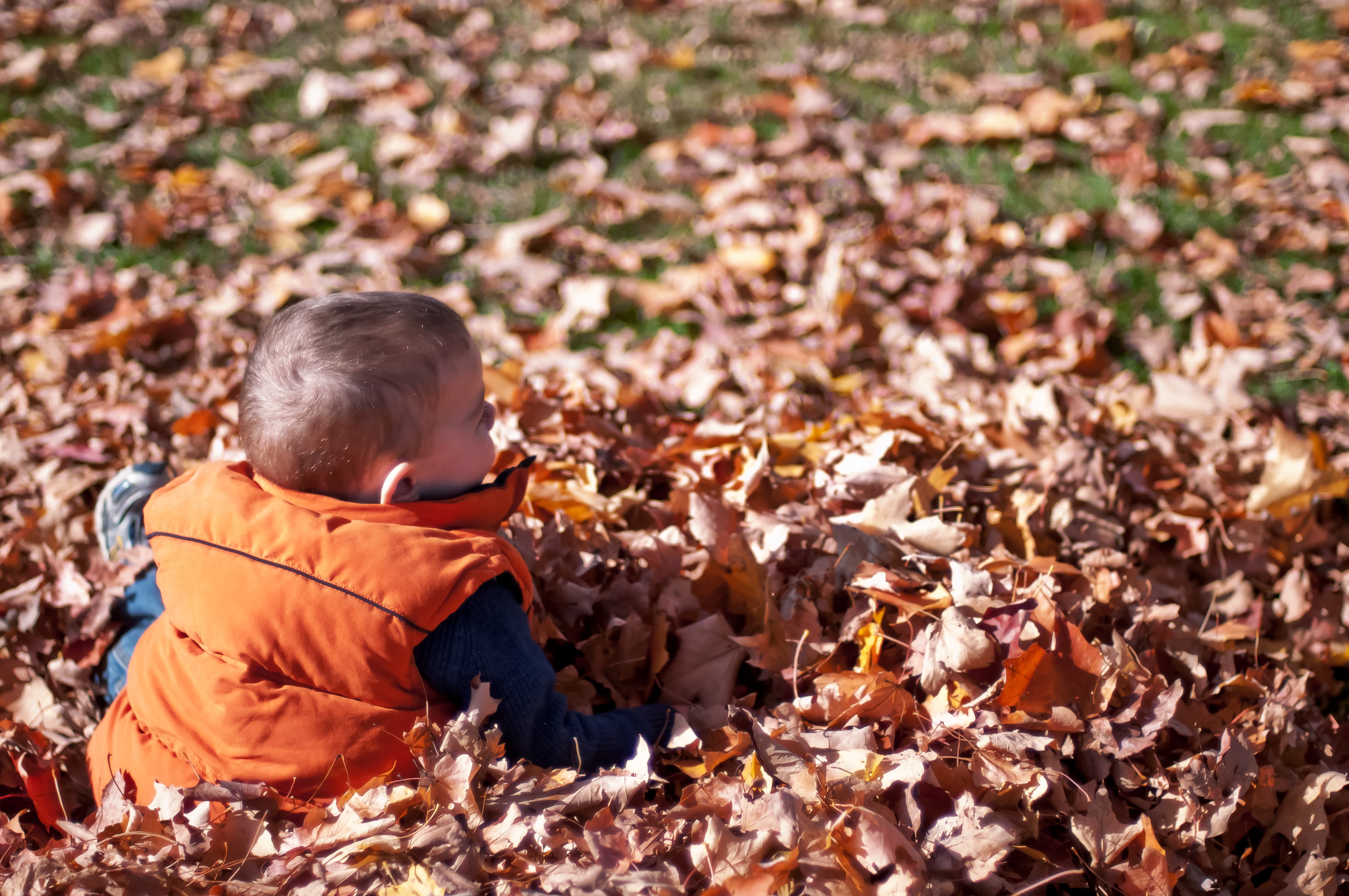 Child playing outdoors in autumn leaves during the Thanksgiving season