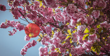 chinese lantern hanging from blossoming flowers