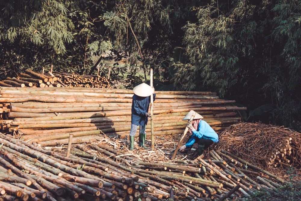 chinese lumber workers