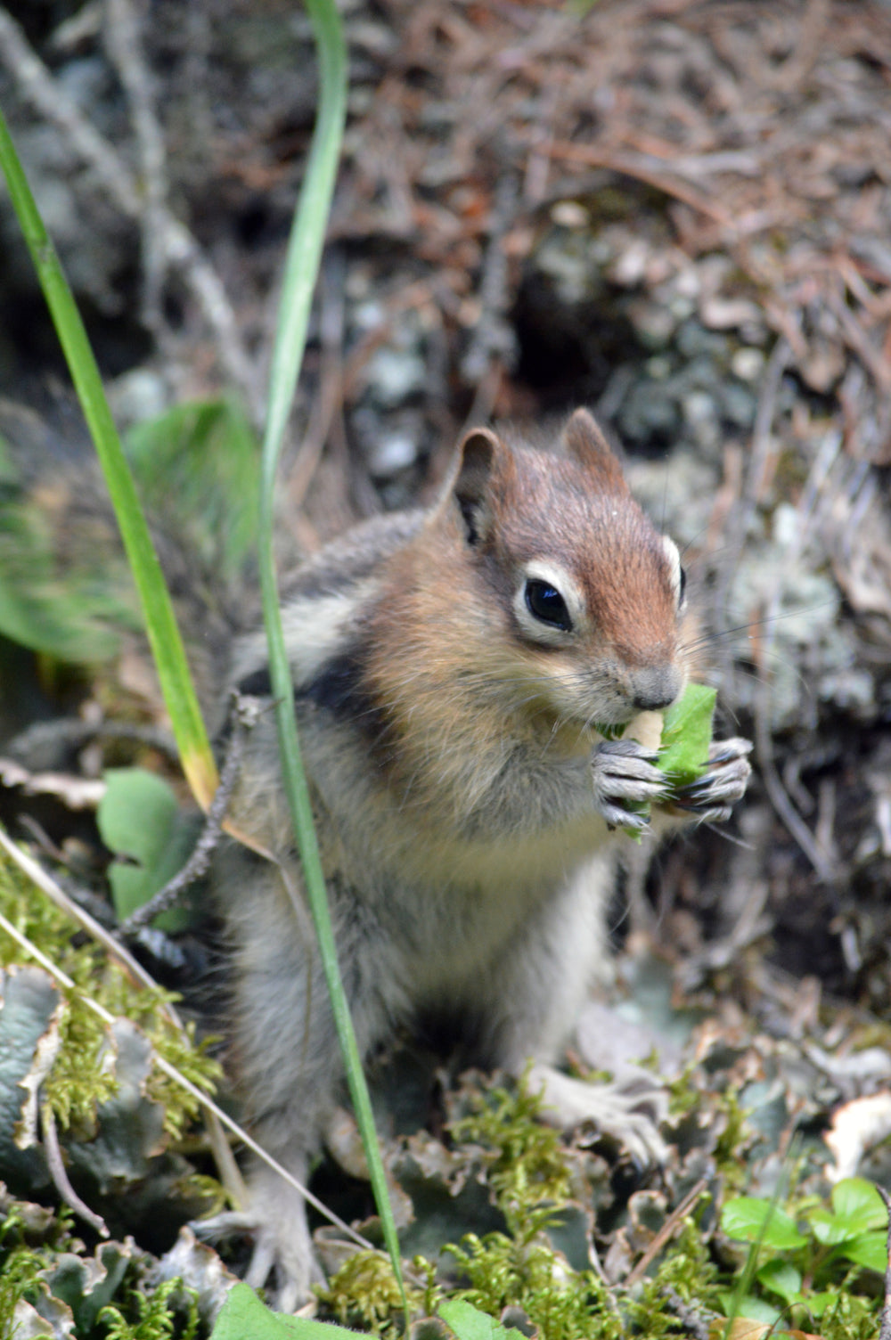 chipmunk close-up eating