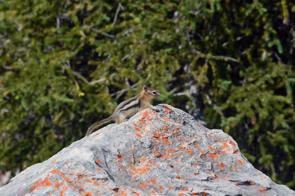 chipmunk on rock