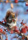 chipmunk perched on branch eating red berry