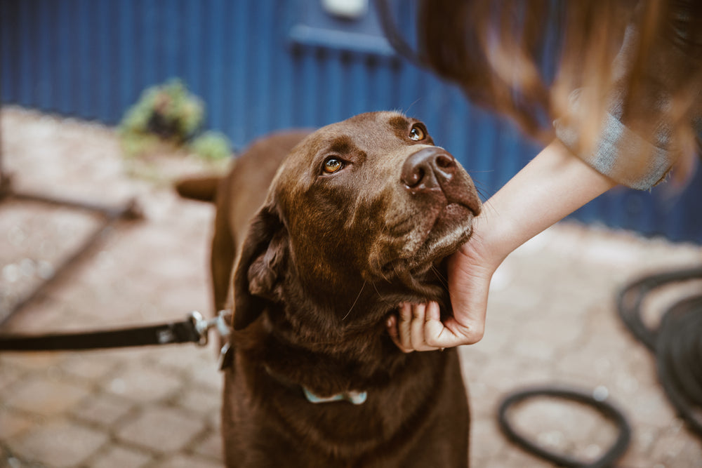 chocolate lab dog