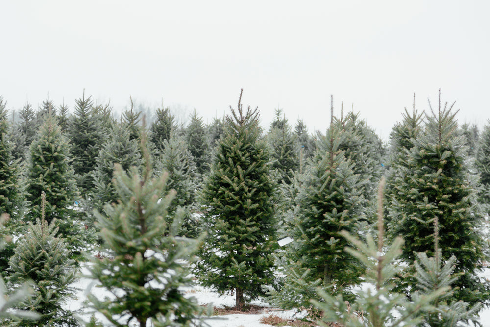 christmas pine tree farm