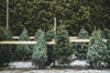christmas pines for sale